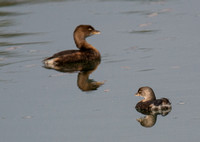 Pied-billed Grebe - Podilymbus podiceps