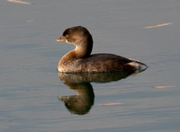 Pied-billed Grebe - Podilymbus podiceps