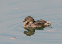 Pied-billed Grebe - Podilymbus podiceps