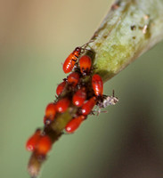 Large milkweed bug -Oncopeltus fasciatus