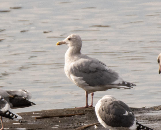 Glaucous-winged Gull - Larus glaucescens