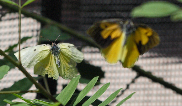 California dogface - Zerene eurydice