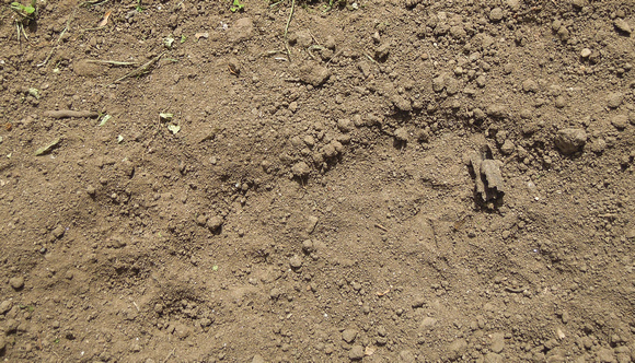 Mountain Lion - Puma concolor