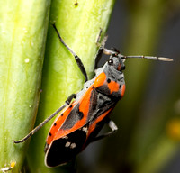 Small milkweed bug - Lygaeus kalmii