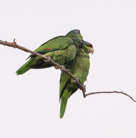 Lilac-crowned Parrot - Amazona finschi