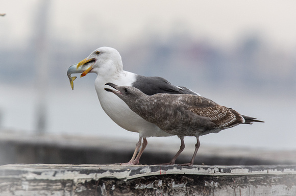 Pacific Chub Mackerel - Scomber japonicus, Western Gull - Larus occidentalis