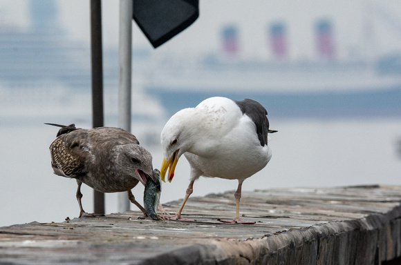 Pacific Chub Mackerel - Scomber japonicus, Western Gull - Larus occidentalis