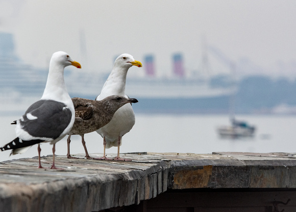 Western Gull - Larus occidentalis