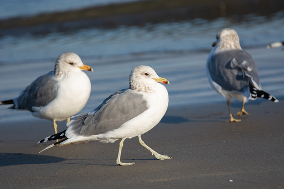 California Gull - Larus californicus