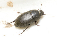 Darkling Beetle - Coniontis sp.