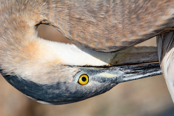 Great Blue Heron - Ardea herodias