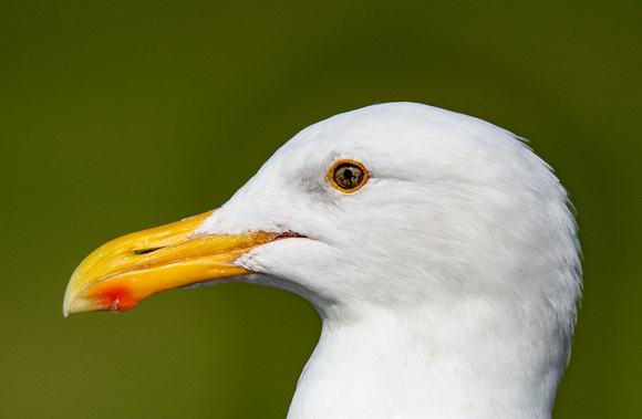 Western Gull - Larus occidentalis