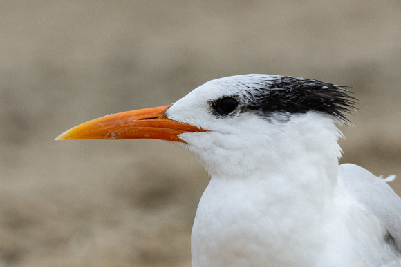 Royal Tern - Thalasseus maximus