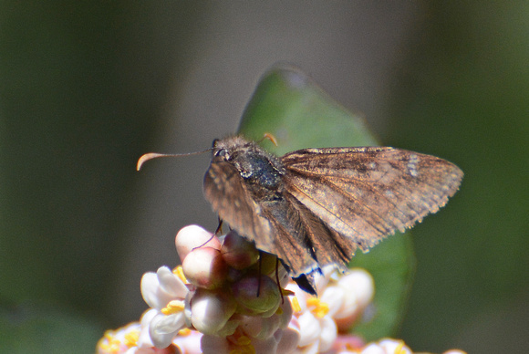 Duskywing sp. - Erynnis sp.