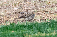 Red-throated Pipit - Anthus cervinus