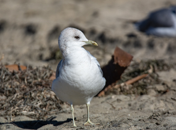 Short-billed Gull - Larus brachyrhynchus