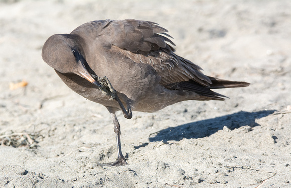 Heerman's Gull - Larus heermanni