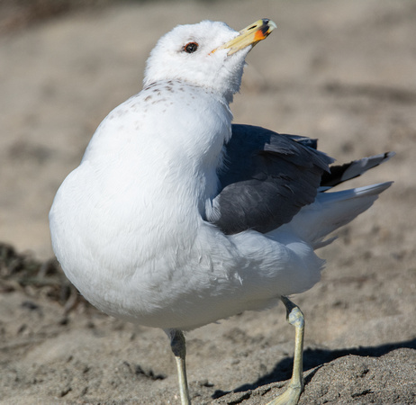 California Gull - Larus californicus