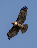 Red-tailed Hawk - Buteo jamaicensis