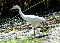 Little Blue Heron - Egretta caerulea