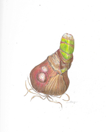 Amaryllis Bulb - Colored Pencil