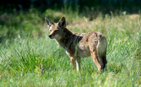 Coyote - Canis latrans