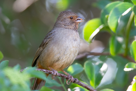 California Towhee - Melozone Crissalis