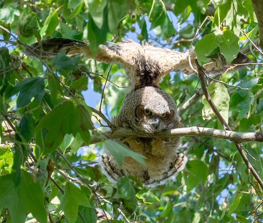 Great Horned Owl - Bubo virginianus