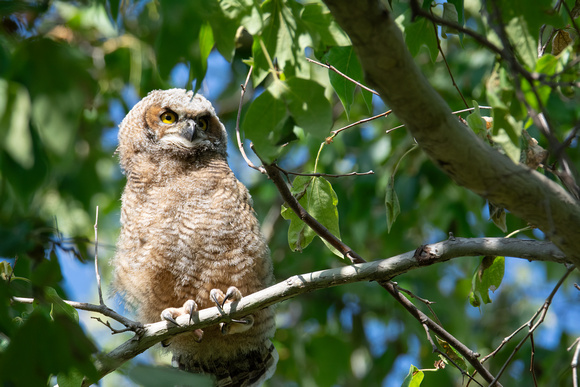 Great Horned Owl - Bubo virginianus