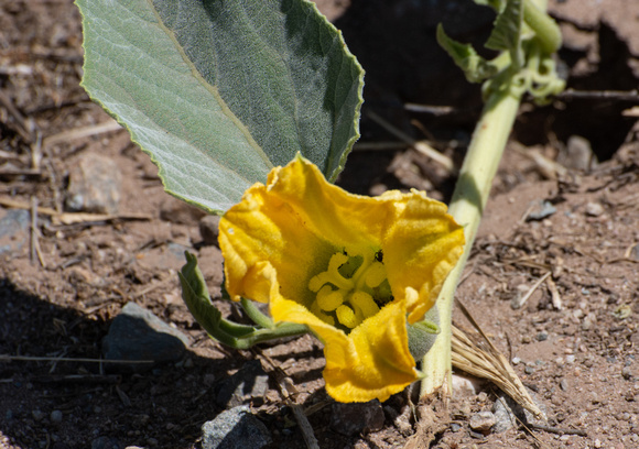 Coyote gourd - Cucurbita foetidissima