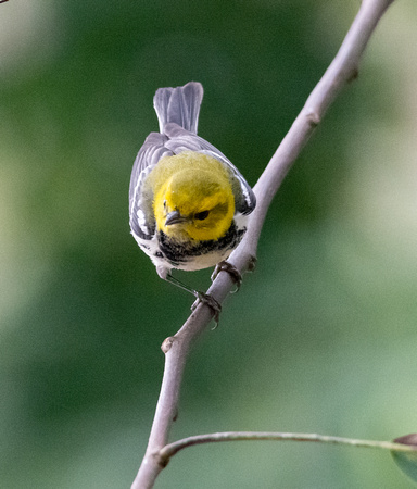 Black-throated Green Warbler - Setophaga virens