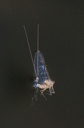 Mayfly - Unidentified sp.