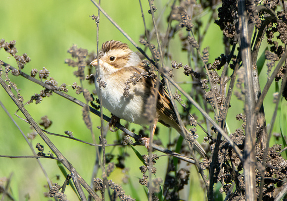 Clay-colored Sparrow - Spizella pallida