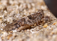 Grasshopper - Trimerotropis sp.