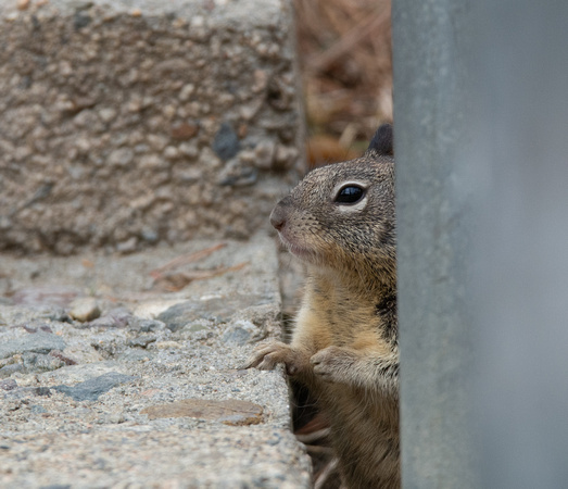 California ground squirrel - Otospermophilus beecheyi