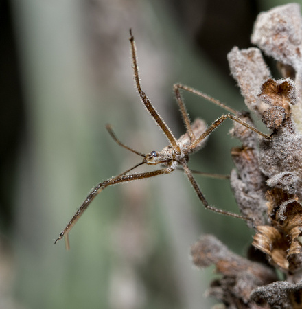 Assassin bug (nymph) - Zelus sp