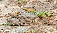 Side-blotched Lizard - Uta stansburiana, Western Fence Lizard - Sceloporus occidentalis