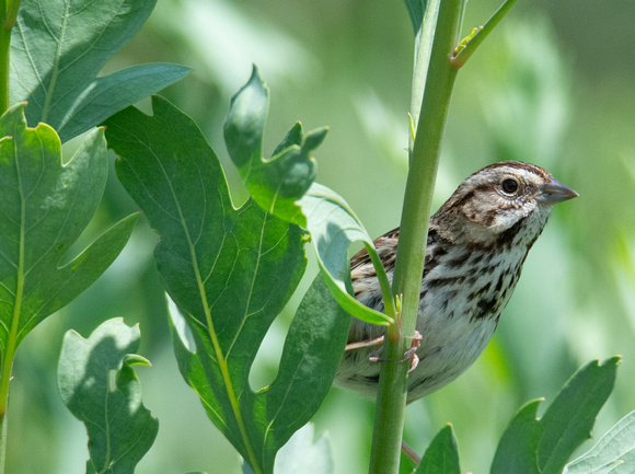 Song Sparrow - Melospiza melodia