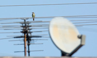 Sulphur-bellied Flycatcher - Myiodynastes luteiventris