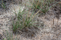 Giant Rye - Elymus condensatus