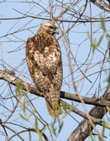 Red-tailed Hawk - Buteo jamaicensis