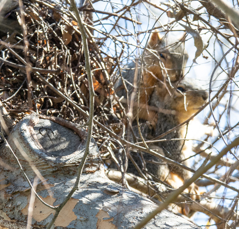 Eastern fox squirrel  - Sciurus niger