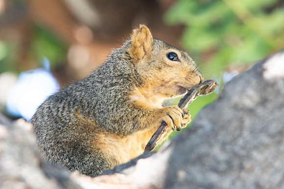 Eastern fox squirrel  - Sciurus niger