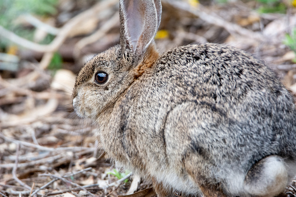 Desert cottontail  - Sylvilagus audubonnii