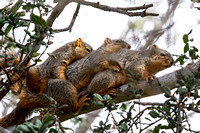 Eastern fox squirrel  - Sciurus niger