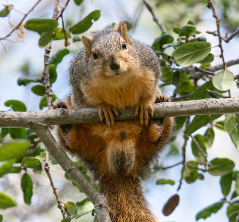 Eastern fox squirrel  - Sciurus niger