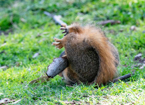 Eastern fox squirrel  - Sciurus niger