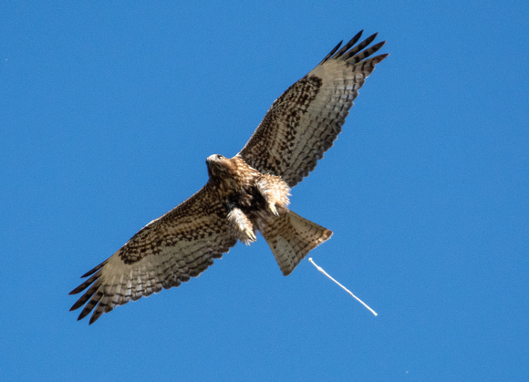 Red-tailed Hawk - Buteo jamaicensis