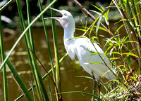 Little Blue Heron - Egretta caerulea