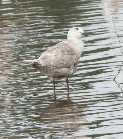 Glaucous-winged Gull - Larus glaucescens